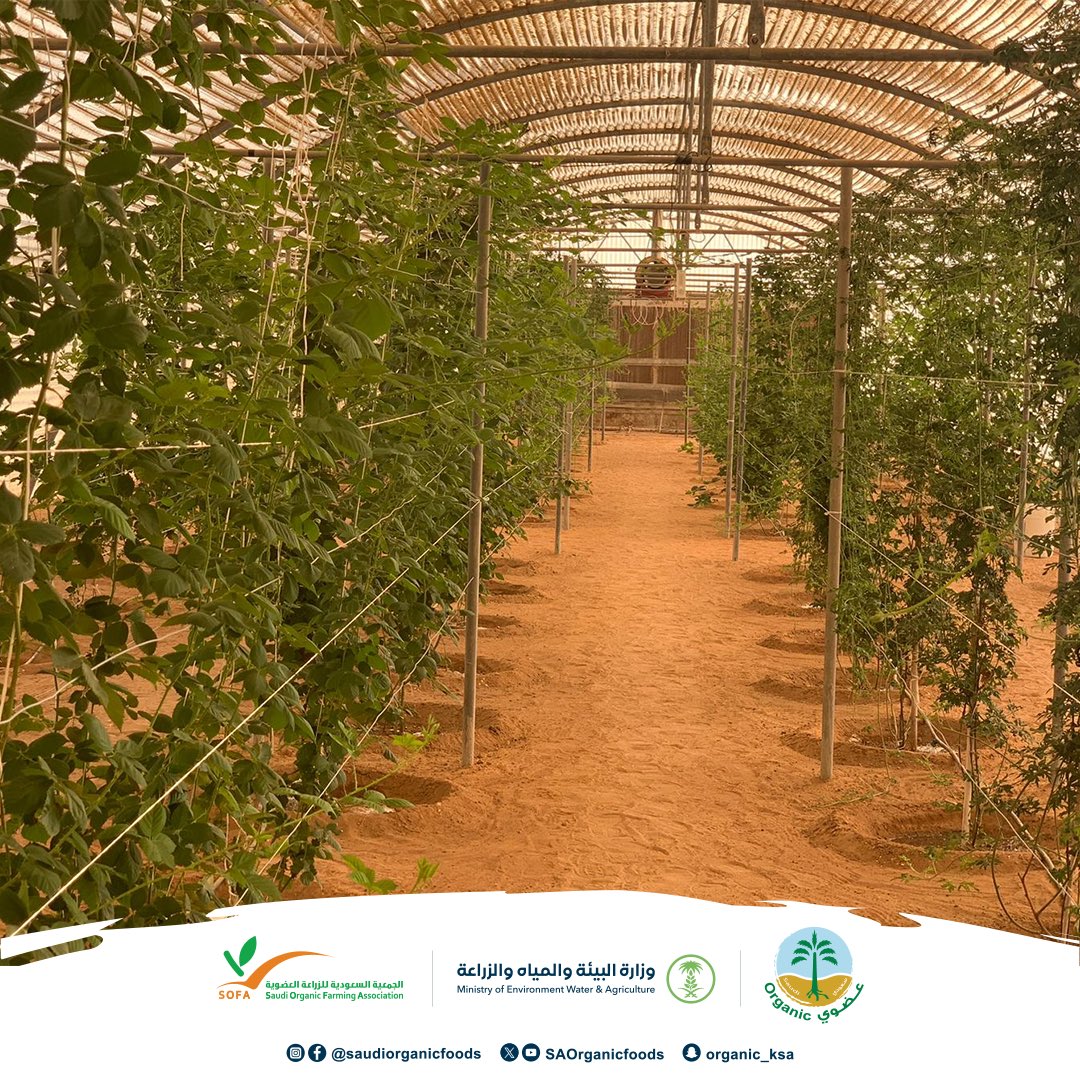 SAOrganicfoods's tweet photo. إحدى التجارب المنفذة بالمركز الوطني للزراعة العضوية، زراعة عدد من أصناف التوت الأسود (Blackberry) تحت ظروف الزراعة العضوية في البيوت المحمية، وظهور مؤشرات جيدة للنمو الخضري والثمري.
#نساند_عزيمتك_وندعم_انطلاقتك https://t.co/gSXAokHXb6