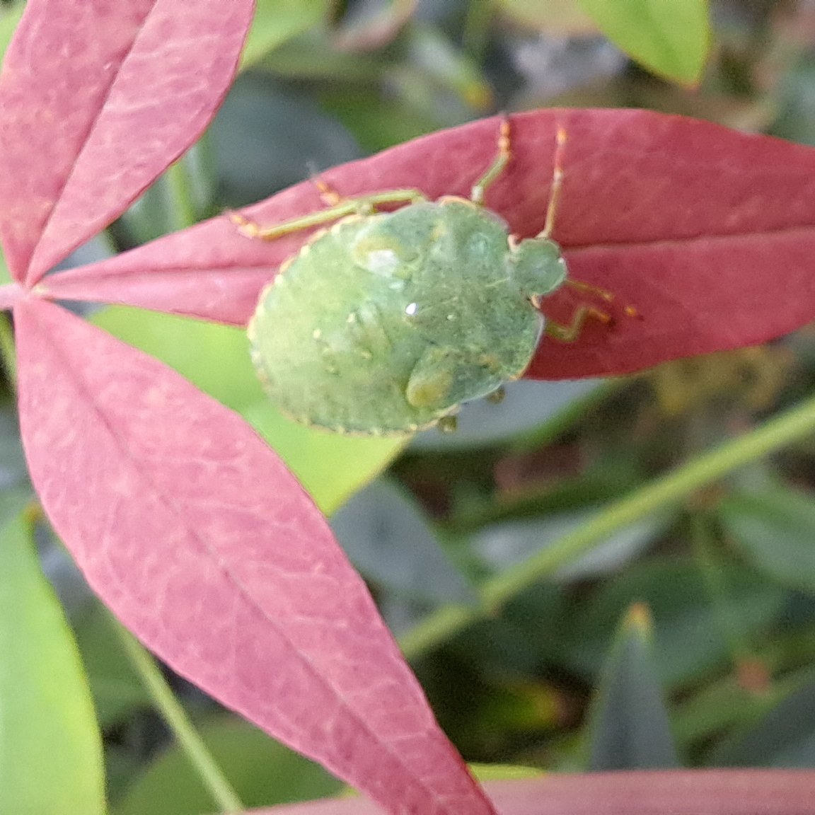 JiscaDijk's tweet photo. #PalomenaPrasina #greenShieldbug #Wants #Insecten #Groenewants #mijnkleinetuin #NandinaDomestica
@BrennanMartine
5th instar of the green Shieldbug on the colourful leaves of the "hemelse bamboe" = heavenly bamboo 😆 https://t.co/Rhym7VDl0X