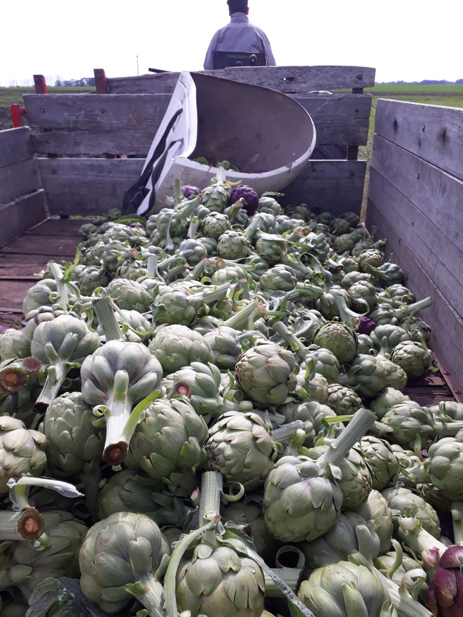 Así cosechamos 🙌
Les iremos compartiendo imágenes de nuestra producción 🤍💜💚
#alcaucil #alcachofa