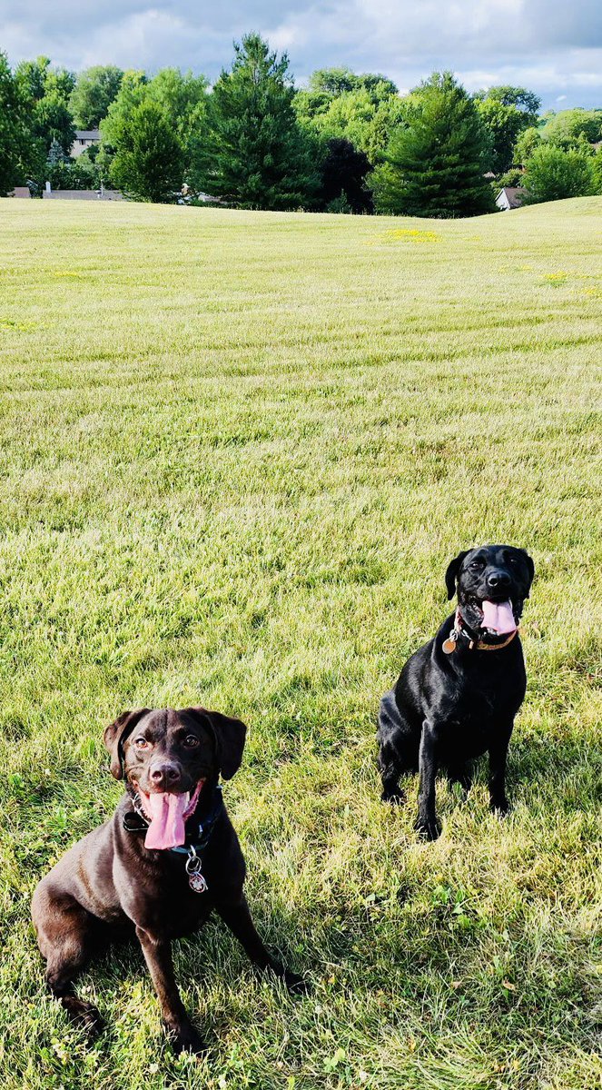 After a long afternoon of playing catch JoJo & Nesha are waiting for their #hydrate @gomantralabs  #PSAnotsureitsmeantforanimals 
Use gomantralabs.com/?ref=bb-bw3mx6 when ordering from MANTRA Labs! The BEST PRODUCTS EVER❣️❣️❣️💯💯💯