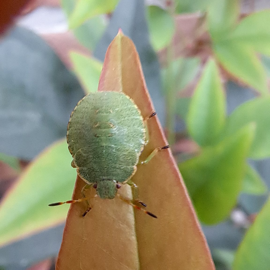 JiscaDijk's tweet photo. #PalomenaPrasina #greenShieldbug #Wants #Insecten #Groenewants #mijnkleinetuin #NandinaDomestica
@BrennanMartine
5th instar of the green Shieldbug on the colourful leaves of the "hemelse bamboe" = heavenly bamboo 😆 https://t.co/Rhym7VDl0X