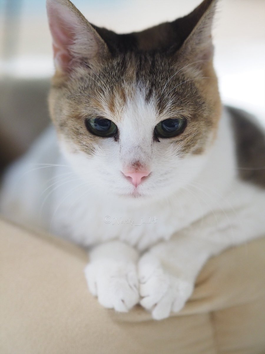 Noriko_Jun14's tweet photo. お美しいはなちゅう✨
#駒猫 #保護猫 #保護猫カフェ #保護猫カフェ駒猫 #猫 #cats #駒猫はなちゅう https://t.co/8m5TdJJpvu