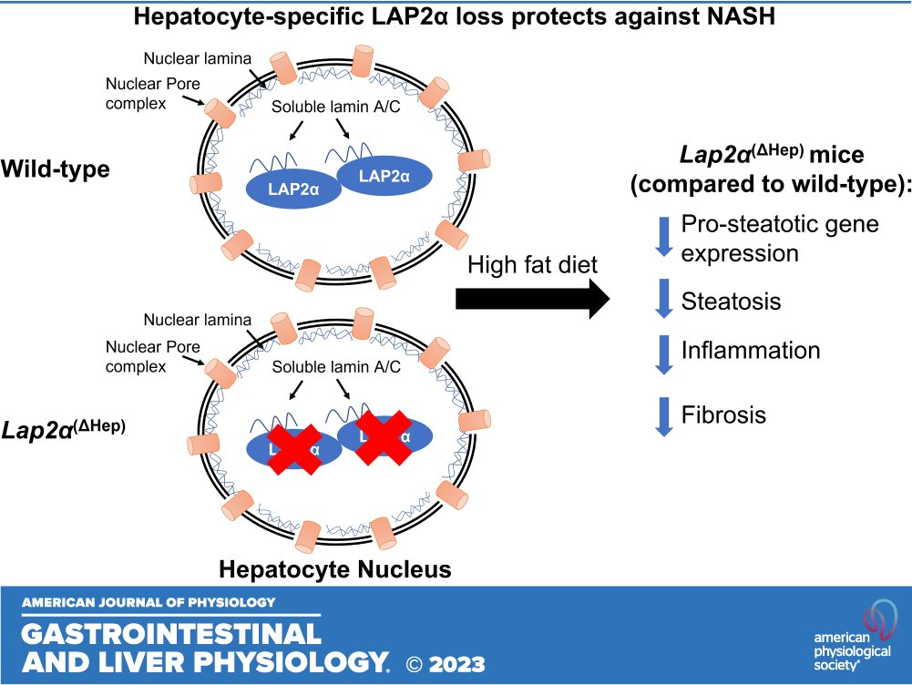 AJP-Gastrointestinal and Liver Physiology (@ajpgi) on Twitter photo 👉New in #ajpgi! "Hepatocyte-specific loss of LAP2α protects against diet-induced hepatic steatosis, #steatohepatitis, and fibrosis in male mice" by Kapil K. Upadhyay (<a href="/Kapil_Upadhya/">Kapil Upadhyay</a>) et al.
🖱ow.ly/R06650Pwacu
<a href="/brady_gf/">Graham Brady</a> <a href="/umichmedicine/">Michigan Medicine</a> <a href="/RutgersCABM/">Rutgers CABM</a> 👉New in #ajpgi! "Hepatocyte-specific loss of LAP2α protects against diet-induced hepatic steatosis, #steatohepatitis, and fibrosis in male mice" by Kapil K. Upadhyay (<a href="/Kapil_Upadhya/">Kapil Upadhyay</a>) et al.
🖱ow.ly/R06650Pwacu
<a href="/brady_gf/">Graham Brady</a> <a href="/umichmedicine/">Michigan Medicine</a> <a href="/RutgersCABM/">Rutgers CABM</a>
