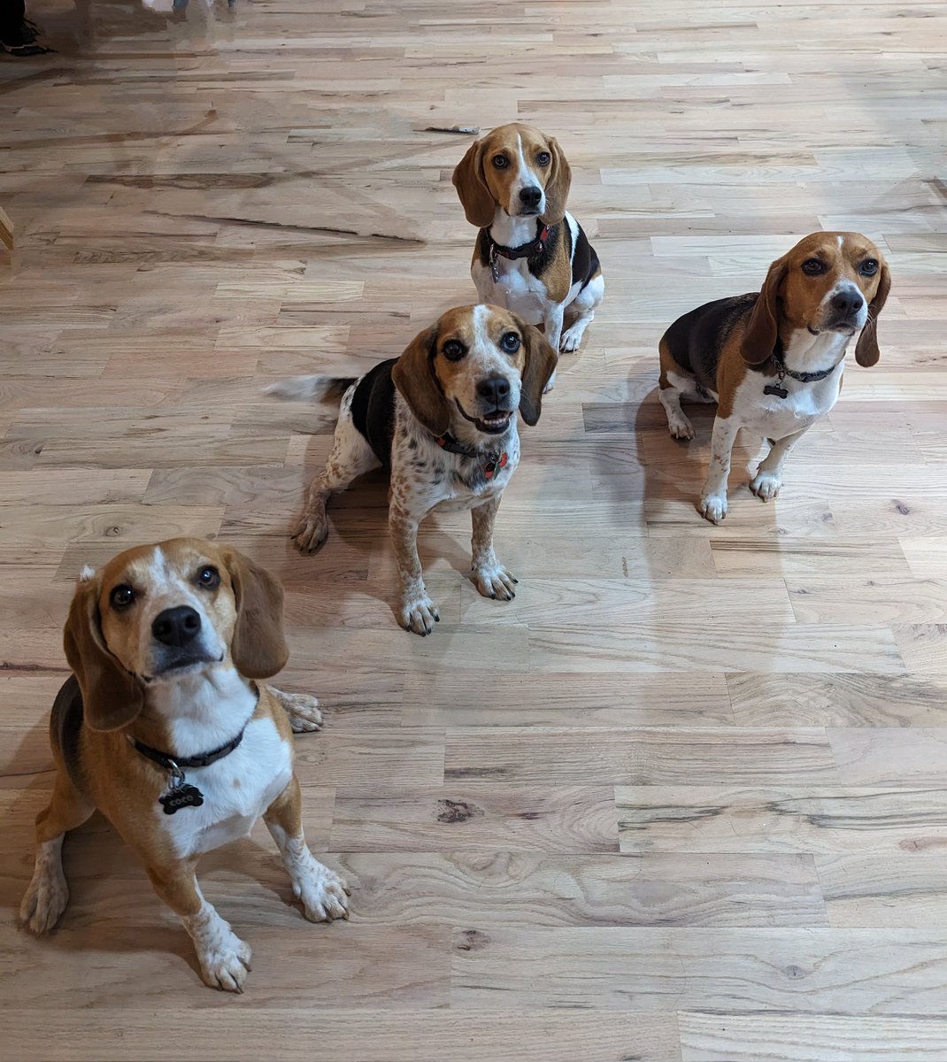 BeagleBrigadeGA's tweet photo. @beaglefacts @wendyballen The calm before the storm... 
#BeaglePack #BeagleTrouble 😂 https://t.co/BJGuNfDTDr