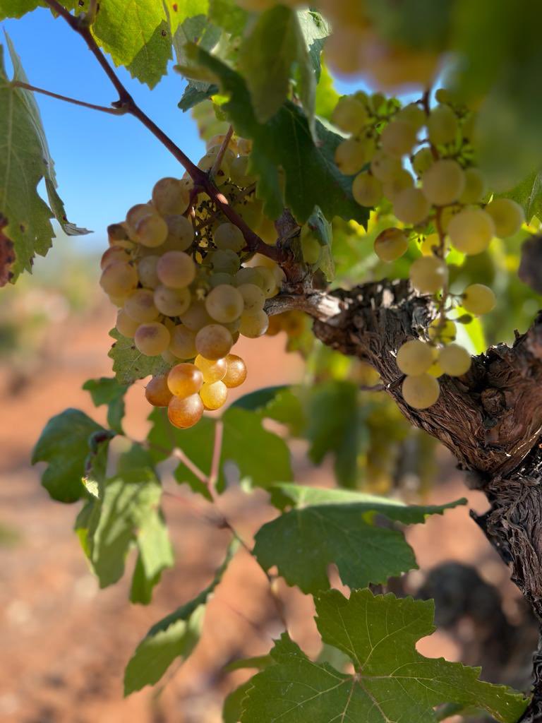 FincaMasPerdut's tweet photo. XAREL.LO 💛 #veremasensefiltres #xarello #masperdut #santaoliva #baixpenedes #verema23 #harvestime #endogen https://t.co/h8zM2AiXHJ