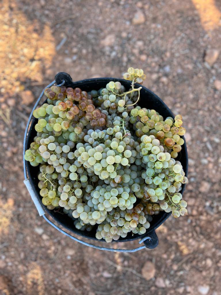 FincaMasPerdut's tweet photo. XAREL.LO 💛 #veremasensefiltres #xarello #masperdut #santaoliva #baixpenedes #verema23 #harvestime #endogen https://t.co/h8zM2AiXHJ