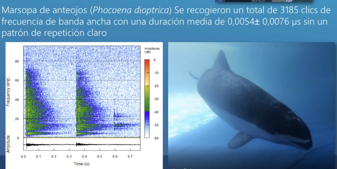 travesiasdelobo's tweet photo. Hoy #taxojueves #cetaceos les presento la #marsopa de anteojos #phocoena dioptrica. Es endémica del hemisferio sur , la aleta dorsal del macho es mucho mas grande y redondeada que la hembra. Es mitad blanca mitad negra. Se conoce poco de ella https://t.co/O98AapmJgM
