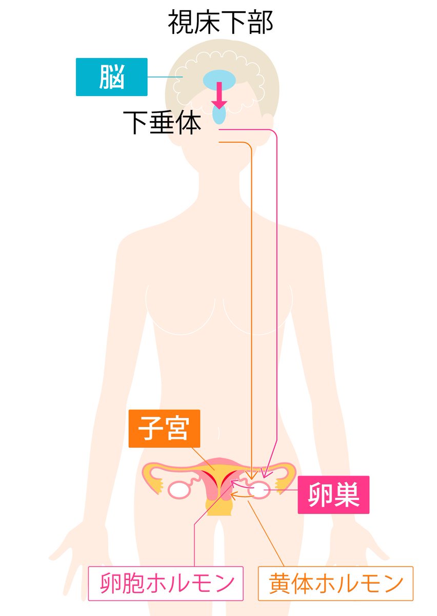 prana0127's tweet photo. 自然の摂理。

全て上から下に流れる。

頭：脳
⇩
喉：甲状腺
⇩
心：胸腺
⇩
みぞおち：肝臓、膵臓
⇩
下腹部：子宮、卵巣

この順に
ホルモンの指令、
エネルギーが伝達されています。

子宮からじゃ無い。
脳（頭蓋骨）から。

先に上を整えること。

#福岡　#春日市　#福岡　#不妊治療　#春日市 https://t.co/F2iLZ9p3iz