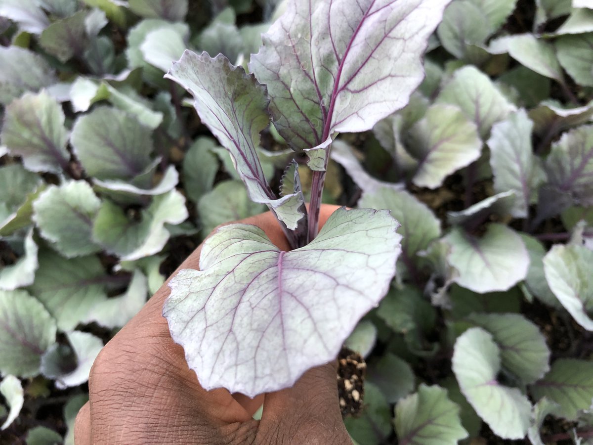 dr_kihato's tweet image. ✓  combat chronic diseases with  anthocyanins contained in a  #Redcabbage 

✓ it's a low -calorie high fiber vegetable

 ✓ contains #phytonutrients which help prevent Inflammation  &amp;amp; naturally treat Arthritis. @foodcoopkenya