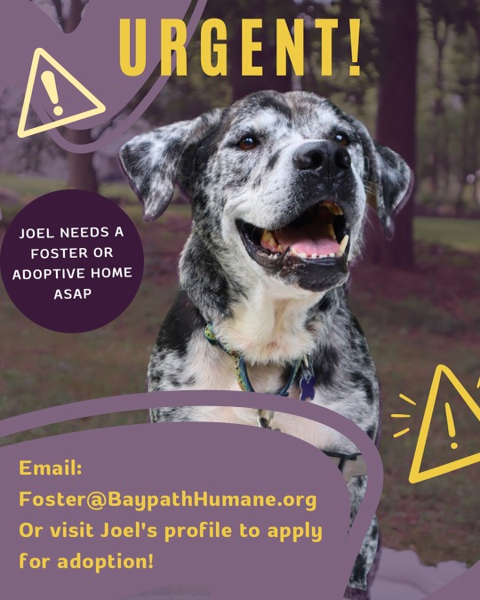 📷URGENT FOSTER NEEDED📷 I’m just a few short days he will have no choice but to come back to the shelter if we cannot locate a foster or permanent home for Joel. If fostering or adoption is for you, PLEASE reach out TODAY! to foster@baypathhumane.org shelterluv.com/embed/animal/B…