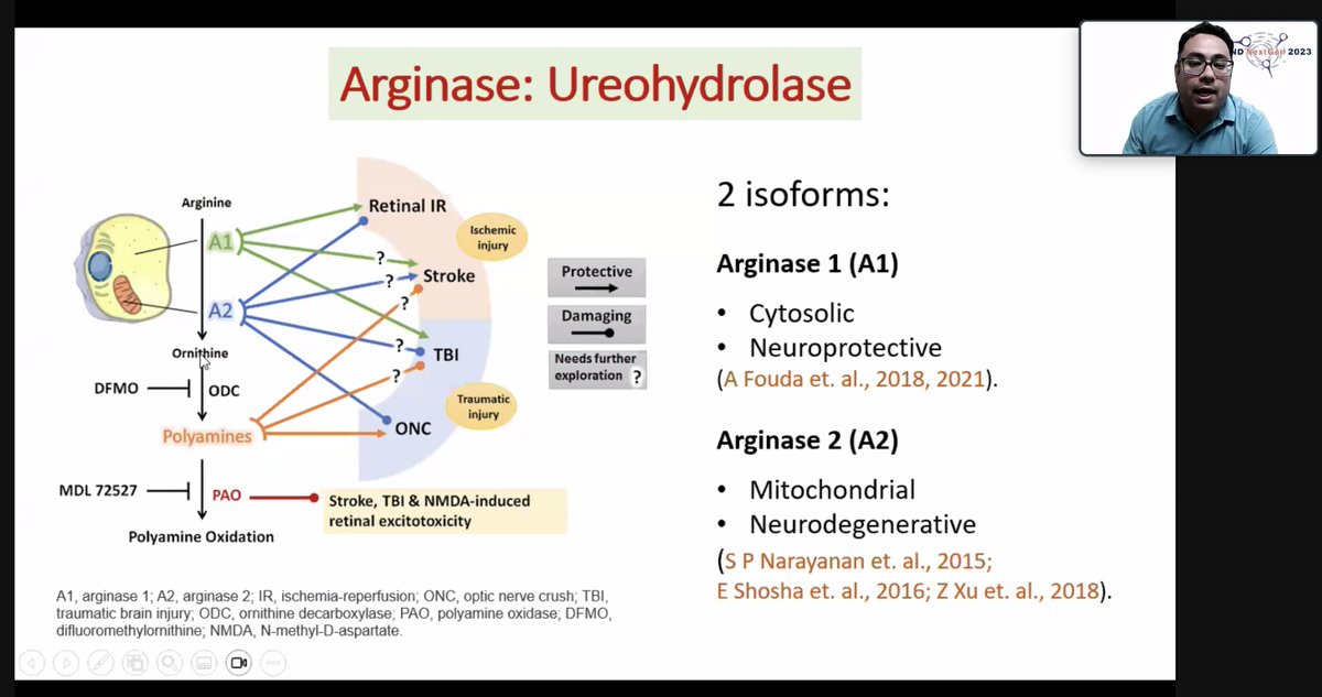 ISMND1's tweet photo. Syed Zaidi @AUG_University asks the question ‘Does blocking arginase/polyamine pathway limit acute glaucomatous #retina ganglion cell death?’
#ISMNDNextGen https://t.co/YXtyDydNpy
