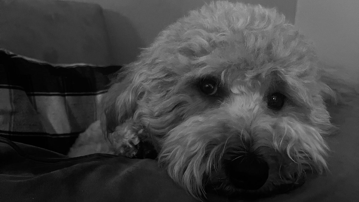 Megan Anthony tweet media