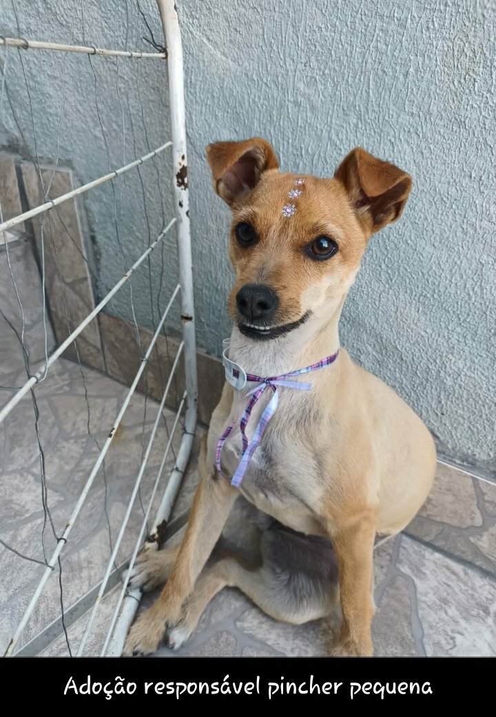 AGREGATOS_OFC's tweet photo. #adoçãoresponsável #BeloHorizonte 
#adocao #adocão #adoção
#cães #cachorros #catiorros #perros #dogs #cani #puppy #puppies #pets #PetLover #PetsLovers #DogLover #DogsLovers https://t.co/KaYM3WnsWt