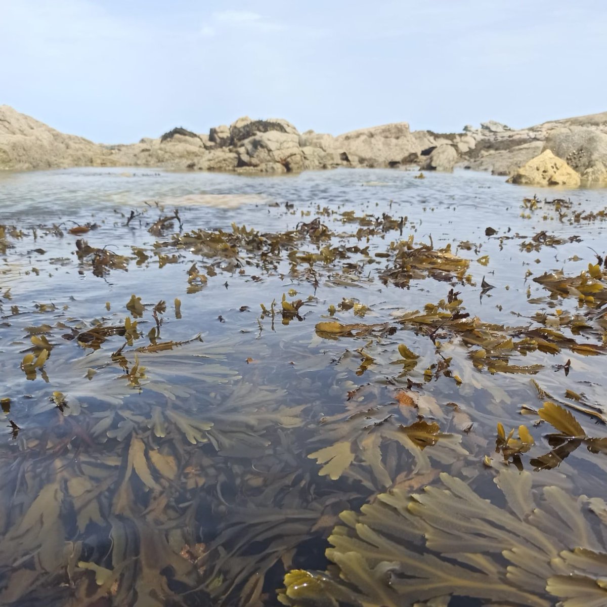 Cristina Galobart (@galobartc) on Twitter photo Half way through the 8th European Phycological Congress, listening to seaweed-related talks and poster contributions. Yesterday we had the chance to visit a tiny part of the beautiful Bretagne coast🌱🌊 @marineforesTeam <a href="/Jana_Verdura/">Jana_Verdura</a> <a href="/bernalocean/">Alejandro Bernal-Ibáñez</a> #EPC8 Half way through the 8th European Phycological Congress, listening to seaweed-related talks and poster contributions. Yesterday we had the chance to visit a tiny part of the beautiful Bretagne coast🌱🌊 @marineforesTeam <a href="/Jana_Verdura/">Jana_Verdura</a> <a href="/bernalocean/">Alejandro Bernal-Ibáñez</a> #EPC8