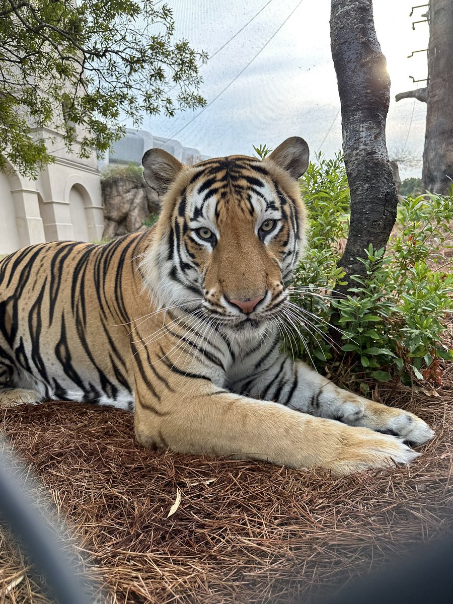 MikeTheTiger's tweet photo. My serious-it’s-time-to-study face https://t.co/fhydp53Kum