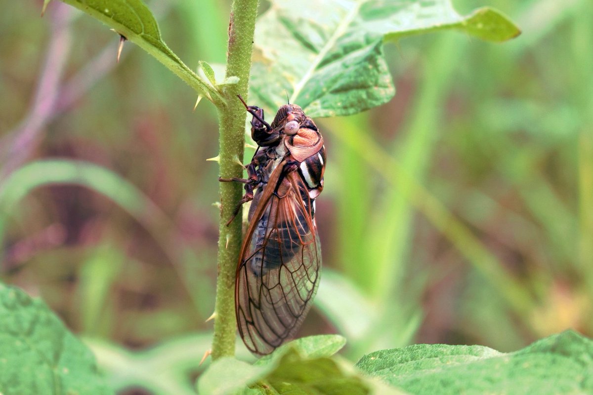 USFWS's tweet photo. And now, a song about summer...

"AAEEEEEEEEEEEEEEEEEEEEHHHH!" - Cicada https://t.co/3RWo4xMbnh