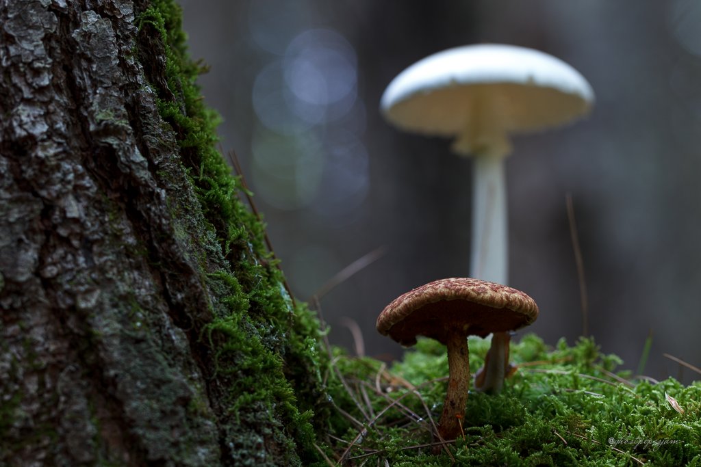 ghostpipesjam's tweet photo. Painted Bolete (S. spraguei) in the shadow of a towering Destroying Angel (A. bisporigera). 
#mushrooms #mushroom #fungi #nature #wildmushroom #wildmushrooms #mycology #NaturePhotography #mushroomtwitter https://t.co/xqUd08UABq