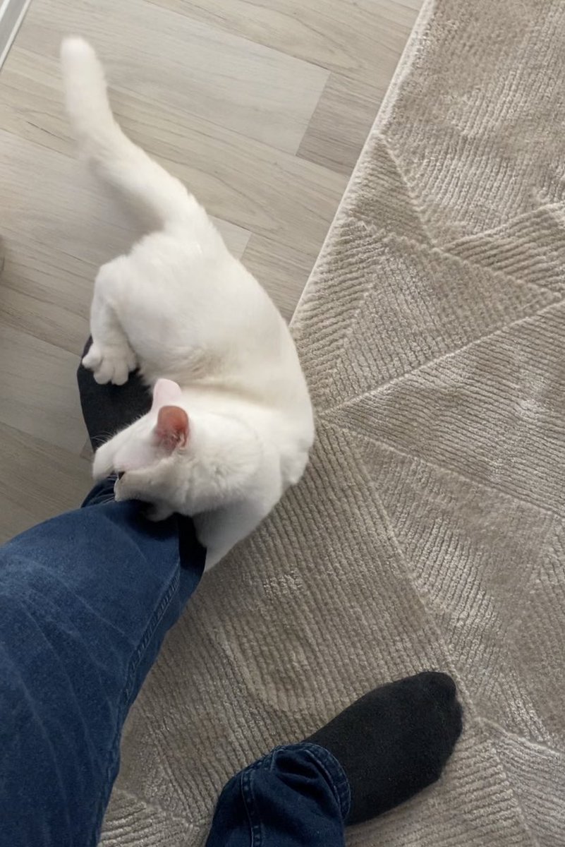cmphlvn's tweet photo. @tayfunerbilen bizimki angular dediğimde ısırıyor 😄 https://t.co/fTwwTQr1zP