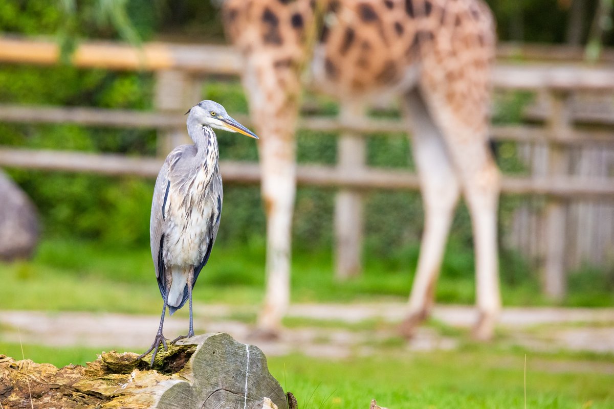 BREAKING NEWS!📰📢 Evidently, the fish 🐟supply must have run dry over at the penguin pool, because #HarryTheHeron has just been spotted in one of his other regular haunts - the giraffe habitat🦒