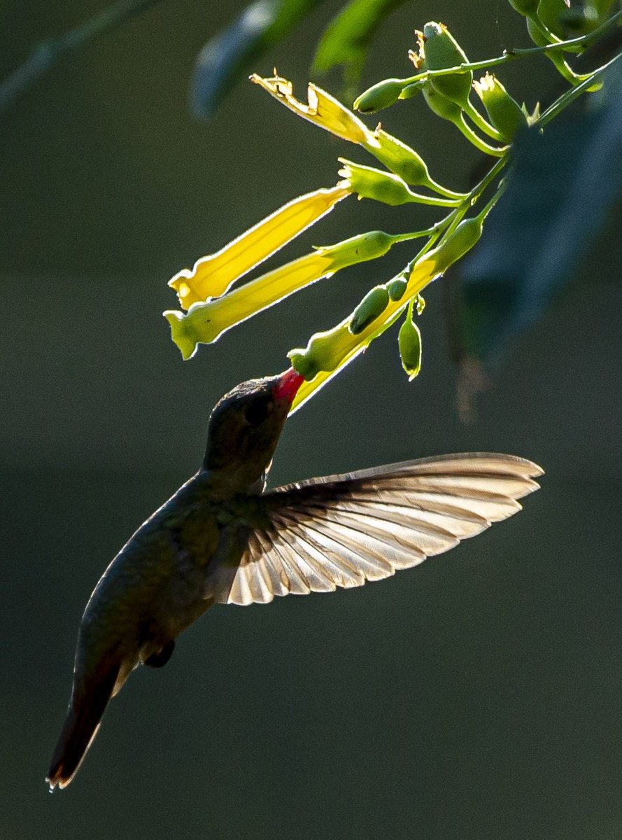 oscarivet's tweet photo. La potente luz del atardecer por
detras de la escena, producía un hermoso traslúcido en ciertas partes del Colibrí y las Flores.- https://t.co/3mMozaxGQ1