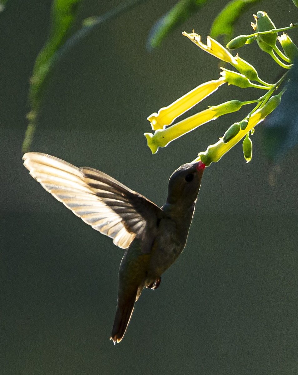oscarivet's tweet photo. La potente luz del atardecer por
detras de la escena, producía un hermoso traslúcido en ciertas partes del Colibrí y las Flores.- https://t.co/3mMozaxGQ1