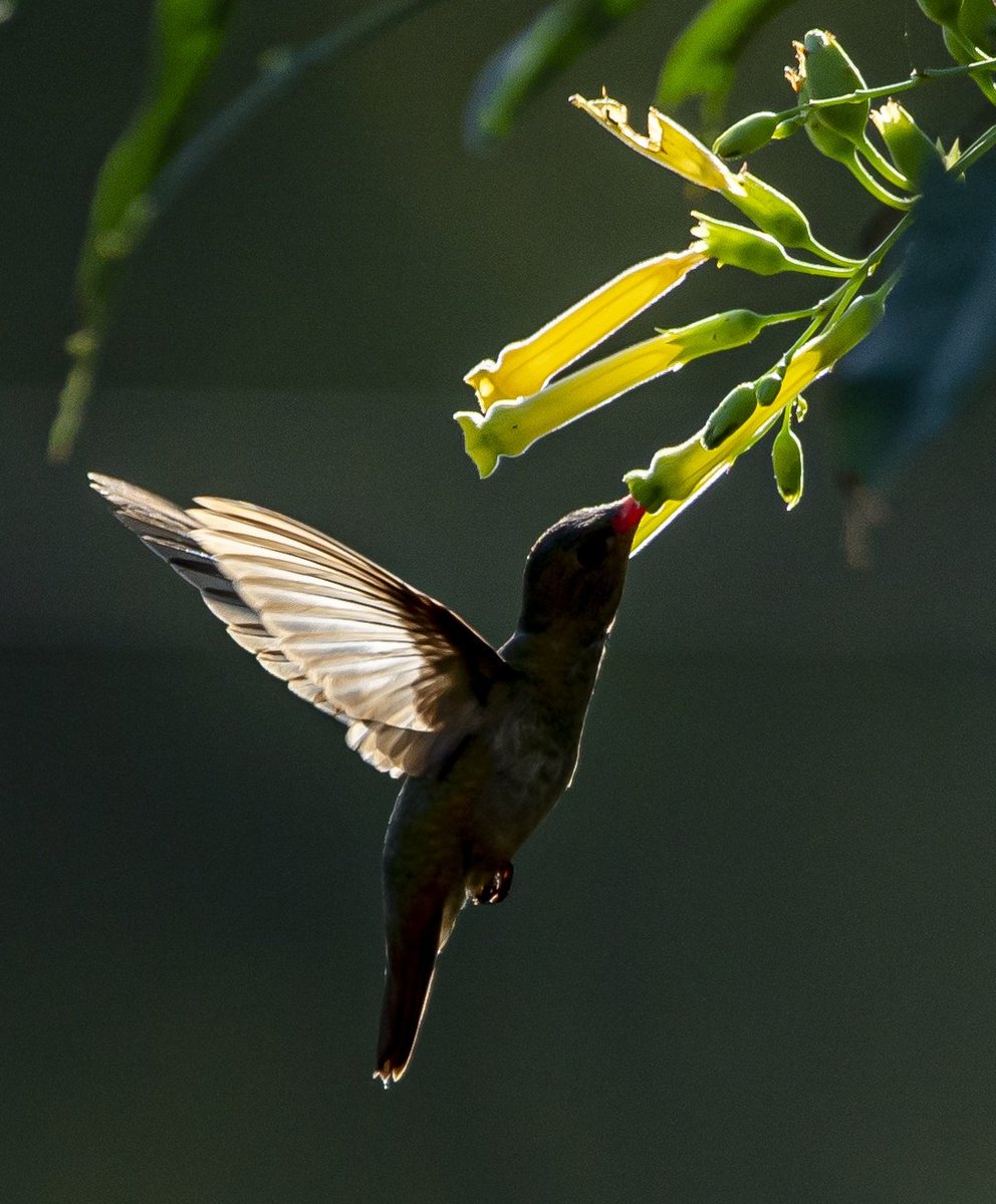 oscarivet's tweet photo. La potente luz del atardecer por
detras de la escena, producía un hermoso traslúcido en ciertas partes del Colibrí y las Flores.- https://t.co/3mMozaxGQ1