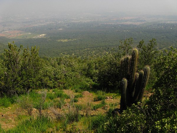Solo nos va quedando defender a morir el bosque nativo PANUL de las amenazas inmobiliarias 😥