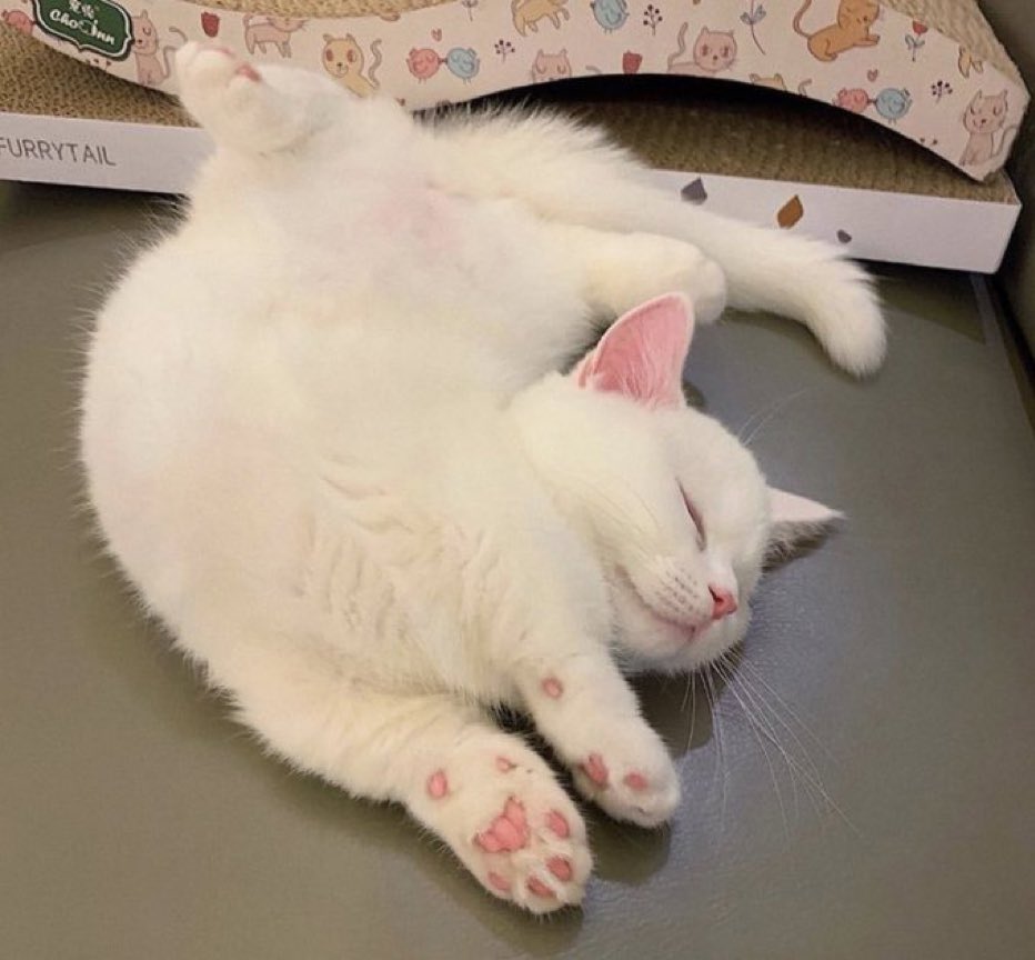 cats being weird little guys 👅 tweet media