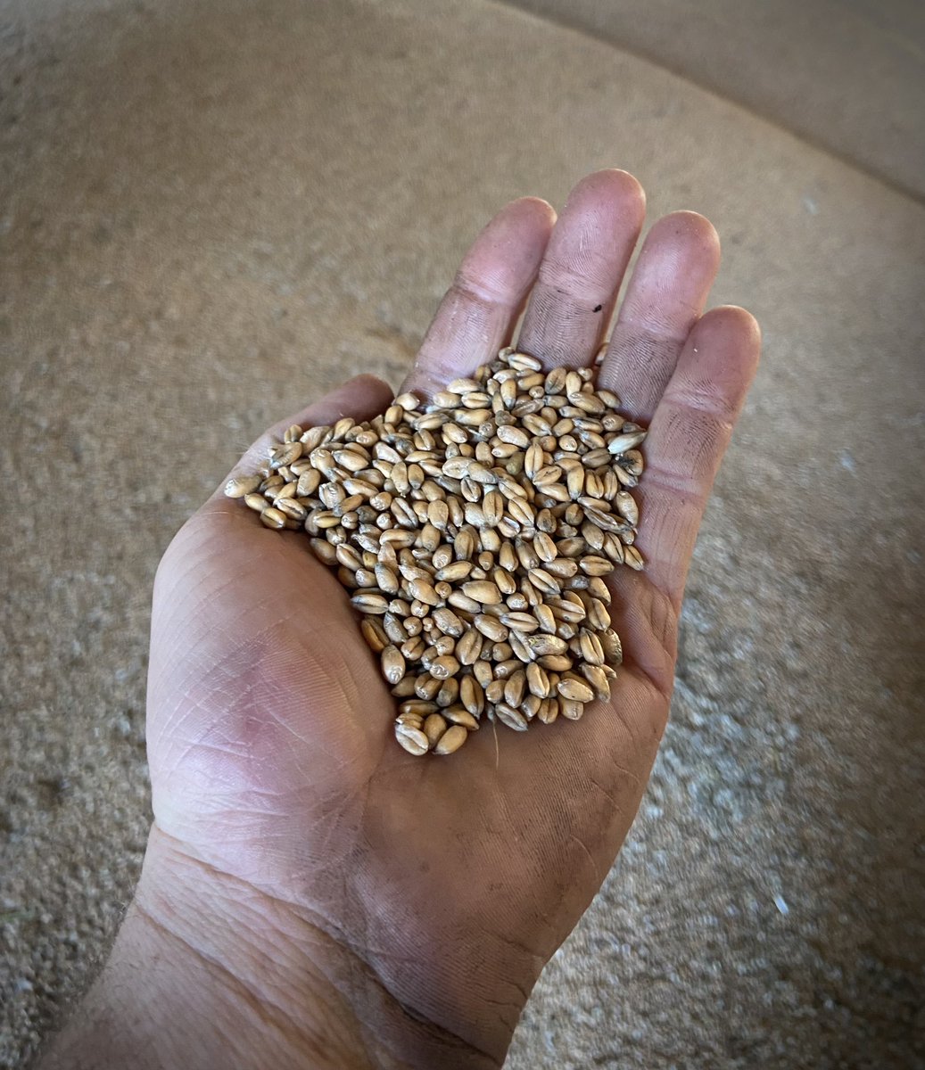 BoycefieldFarm's tweet photo. Just sold a load of wheat out of the shed (admittedly wet, 16.5%) that we have no room to store. For a price of £165. Making some of the SFI options look impossible to ignore. No point in growing vast quantities of a product that’s not in demand. Strange times. https://t.co/9DBiZQQkG3
