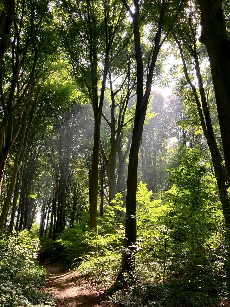 Savelsbos….<a href="/magnifiekZL/">Magnifiek Zuid-Limburg</a>