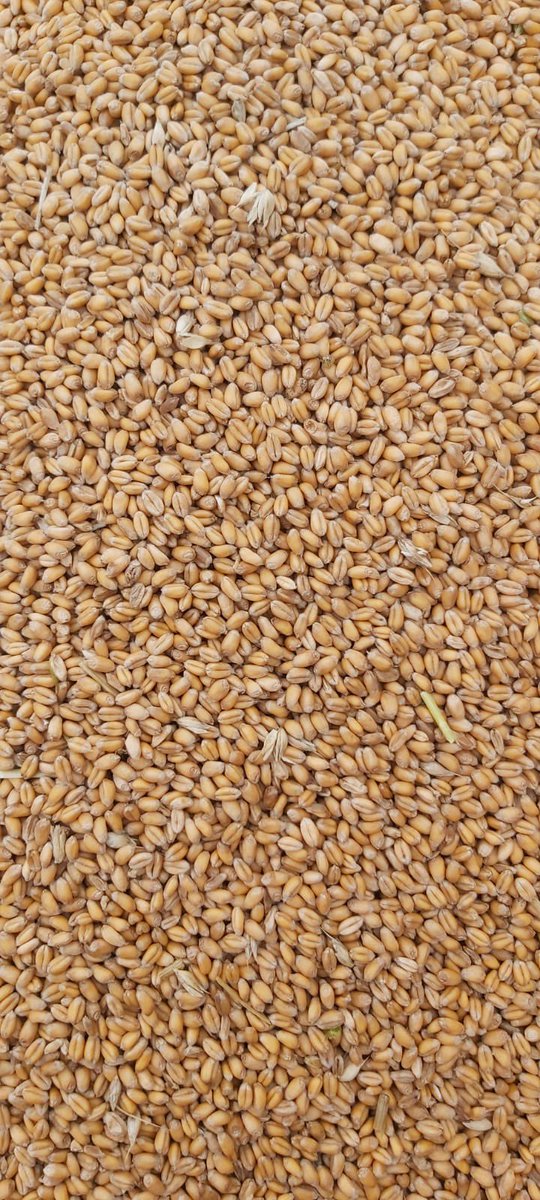 A sample of KWS Fixum spring wheat harvested by a Goldcrop seed grower this week, it doesn’t get much better than that 👌🌾👌<a href="/KWSUKLtd/">KWS UK Ltd</a>