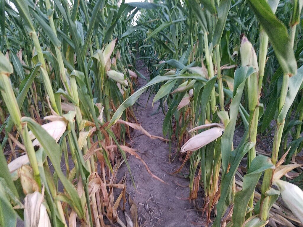 Ryan Miller tweet media