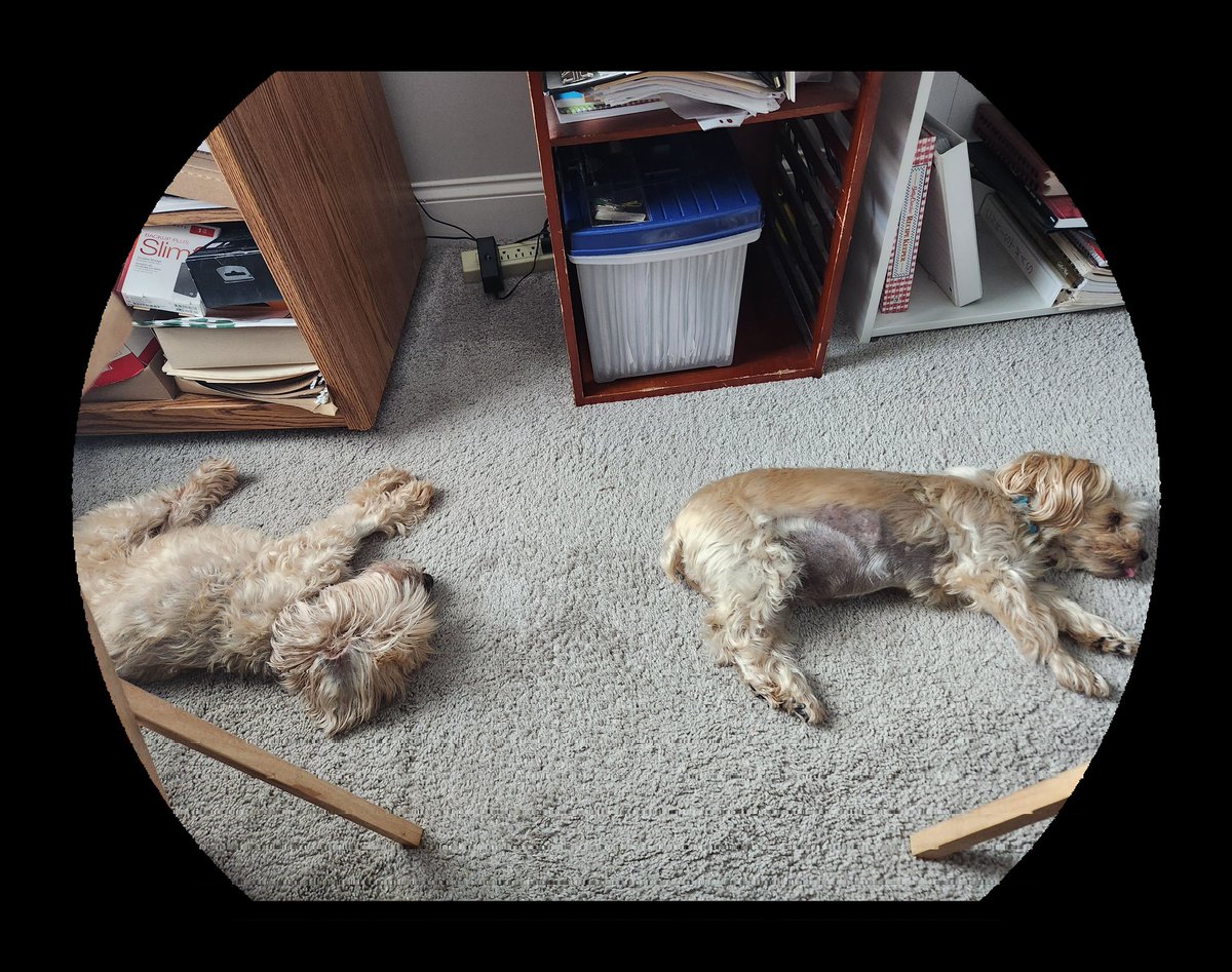 My work helpers today. Not very productive, but very cute #WorkFromHome #puppylove