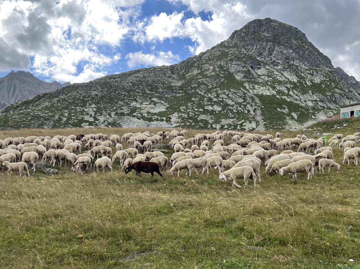 dage43's tweet photo. Passa del Gran San Bernardo, gregge al pascolo. https://t.co/ZsK4yyjJkY