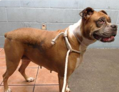 mapleveewesem's tweet photo. 🆘💔🆘 ALEXA, gorgeous 8 yo 62 lb #boxer at Downey #California ACC. She needs to be the only dog.  Can you #ADOPT? Walk in 11 a.m. - 5p.m. Plz reply here is you can #FOSTER  4 rescue. #PLEDGE 🙏 Info ⬇️
#A5568645 https://t.co/eTkubNxHJE