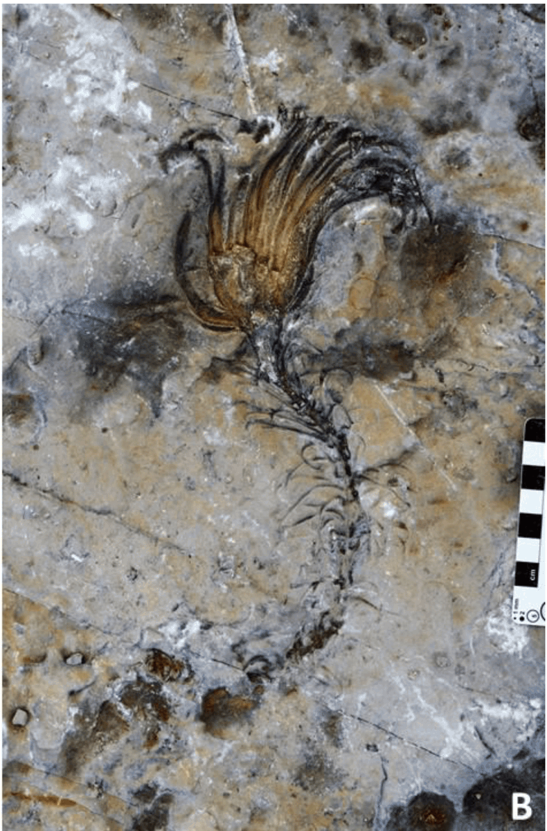 FossilBonanza's tweet photo. A crinoid from the Cabeço da Ladeira Paleontological Site in Portugal. This was the first site to reveal trace fossils of crinoid trails!
#CrinoidWeek #Paleontology
https://t.co/p20I36FriW https://t.co/dPYeFLtD6c
