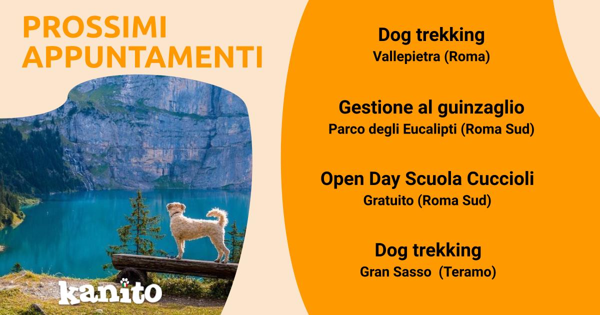 Kanito_pet's tweet photo. 🐶 LAZIO E ABRUZZO A 6 ZAMPE 🌄

Piacevoli passeggiate a Roma e avventure di Dog Trekking nel Lazio!

👉 https://t.co/jf2pxa47q3

#dogtrekkinglazio #educazionecinofila #ideeweekend #petslife #dogfriendly #esperienza #kanito #roma #lazio @abruzzo https://t.co/9onyBJq0up