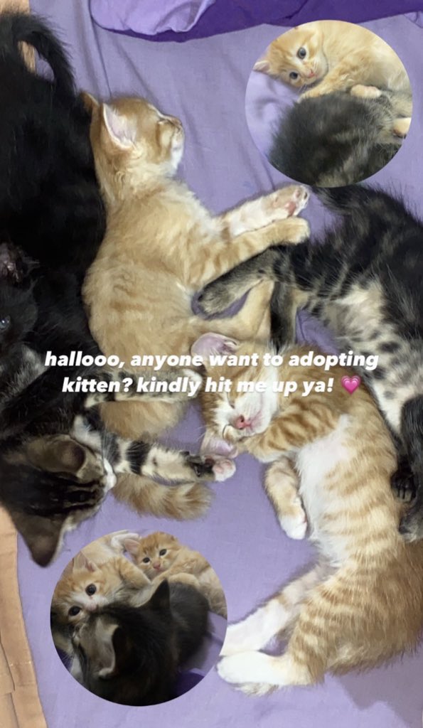 thisuserfragile's tweet photo. @kochengfs halo, aku dom bandung kalo ada yang mau adopt meng kindly hit me up ya! 💗 https://t.co/wmjP4OcqgO