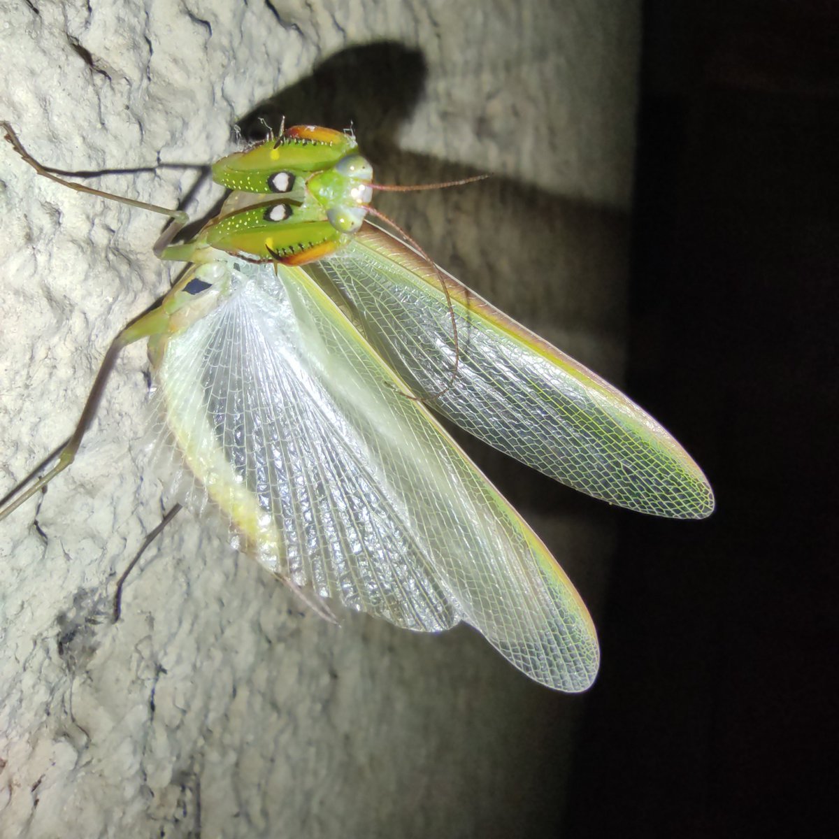 AntsCollege's tweet photo. (1/2) Potkat Kudlanku nábožnou (Mantis religiosa) je od dětství můj sen. Během dvou dnů jsem potkal hned dva exempláře: nejprve mé okno během bouřky navštívila krásná kudlančí samička, dnes v noci pak na omítce domu menší ale neméně úchvatný sameček. https://t.co/TKJ7ftHC9z