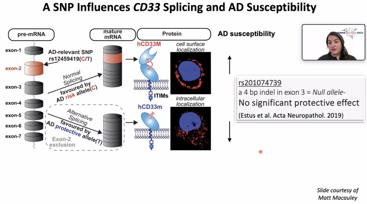 ISMND1's tweet photo. Up next, @GhazalehEsk @UCIrvine discusses ‘#Alzheimersdisease associated isoforms of human CD33 distinctively modulate #microglial cell responses in 5XFAD mice
#ISMNDNextGen https://t.co/YKBl4ys64W