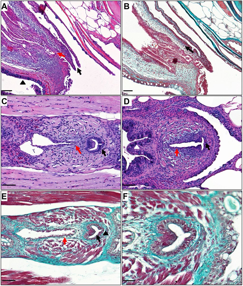 Check out this new study from @IJubber, @JimCatto & co @ShefUni_OncMet that demonstrates close homology in #UrinaryTract anatomy between #zebrafish and humans, enabling the use of zebrafish to study associated disease 📰journals.biologists.com/dmm/article/16… #OpenAccess