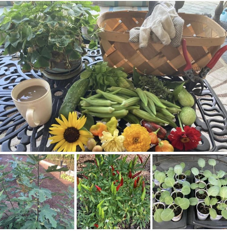 SteveCPAnMB's tweet photo. Thursday harvest #okra #pizzaherbs #cucumbers #zinnias #sunflower #peppers #firstfigs and a sneak preview of #collards 😋 #raisedbedgarden @terry_cpa #SugarlandMB https://t.co/lTmEcwpmtG