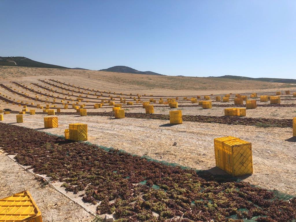 Bodegas_Alvear's tweet photo. 🗣️Descubre el arte del #asoleo : El secreto detrás de los #PedroXiménez de @Bodegas_Alvear 🍇☀️👋🏻
@vinosdomm #Montilla #vendimia2023 #PX https://t.co/Smbpugs6JC