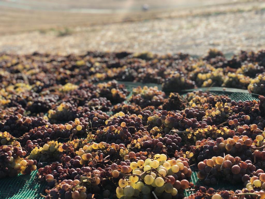 Bodegas_Alvear's tweet photo. 🗣️Descubre el arte del #asoleo : El secreto detrás de los #PedroXiménez de @Bodegas_Alvear 🍇☀️👋🏻
@vinosdomm #Montilla #vendimia2023 #PX https://t.co/Smbpugs6JC