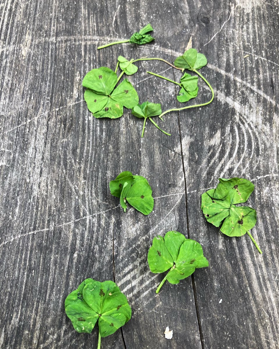 suepett's tweet photo. Are these clovers, my son found 10x 4 leaf and 2 x 5 leaf 🤷🏼‍♀️ #clovers #fiveleafclover https://t.co/7iVX1ADExN