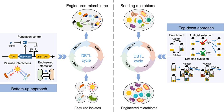 journal_mlife's tweet photo. Unleash the potential of these innovative concepts and approach to unlock the beauty of microbiome! #Microbiome #MicrobiomeEngineering #Ecology @limeng848 @MicrobesDecoder @Prof_Braj_Singh @FungalSao @YipingHan1 @juedwang @WileyEcolEvol @wileymicrobio https://t.co/CGWaod07qp