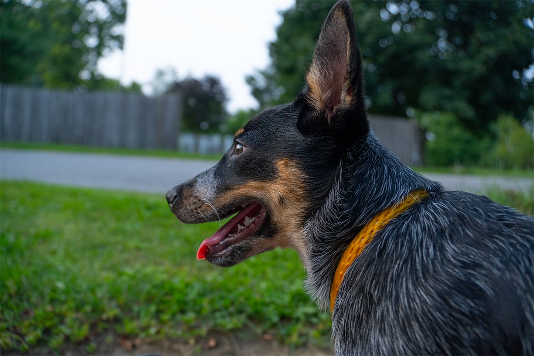 Light Revolution was a blast this past weekend, videos coming soon! Also I got a doggo and his name is D'Artagnan (Dar-tan-yin) Life is good!
