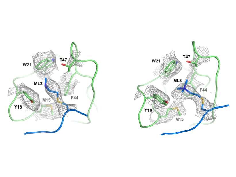 eshusha's tweet photo. 1/5 #LEDGF is a transcriptional coactivator, which reads the histone H3K36 methyl mark. Using #cryoEM, we have structurally validated that the readout of both H3K36me2 and H3K36me3 nucleosomes is mechanistically versatile 📖 https://t.co/uPjnbBrd0R