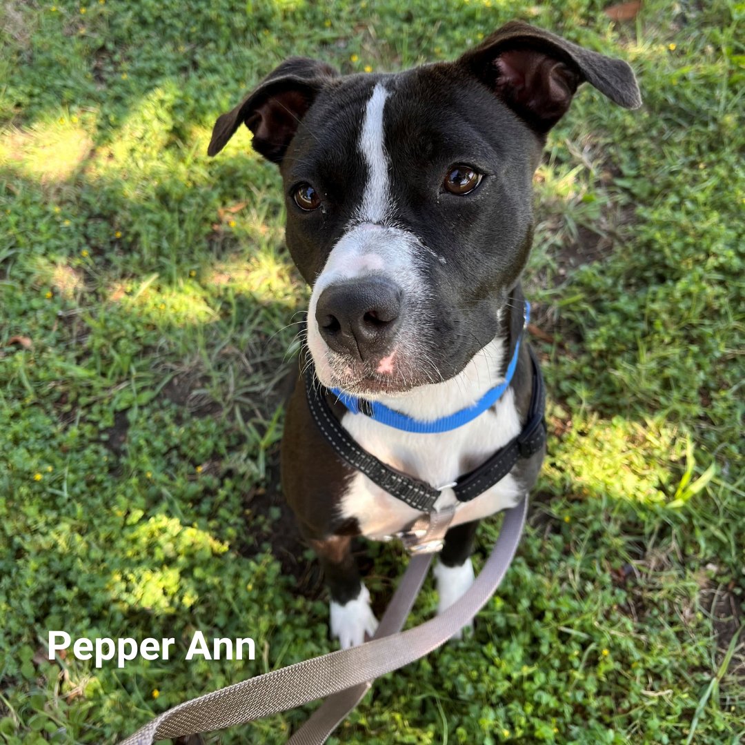 Operation Kindness (@opkindness) on Twitter photo This weekend, August 25-27, we will be participating in Clear the Shelters! All of our animals at all adoption locations will have free adoption fees. We are so thankful to our partners at <a href="/PetSmartChariTs/">PetSmart Charities®</a> for generously providing grant funding to help cover adoption fees for us. This weekend, August 25-27, we will be participating in Clear the Shelters! All of our animals at all adoption locations will have free adoption fees. We are so thankful to our partners at <a href="/PetSmartChariTs/">PetSmart Charities®</a> for generously providing grant funding to help cover adoption fees for us.