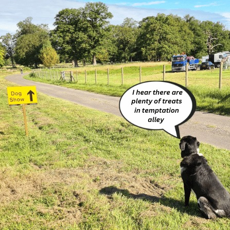 SwallowfieldThe's tweet photo. One of our member took this when she was walking in the park, we added this caption, just for a bit of fun.
Temptation Alley, which is new this year at the dog show is going to be great fun, only £1 a go, 
I just wonder how many will succeed the temptation of all those treats 📷 https://t.co/oe1K5QYepI